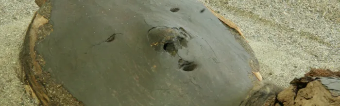 La conservación de los muertos en Chinchorro