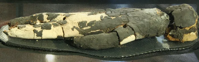 La conservación de los muertos en Chinchorro