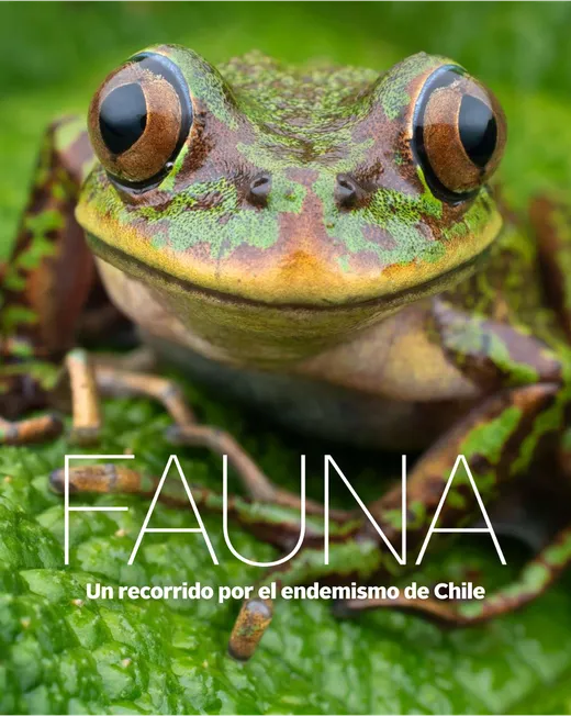 Fauna, un recorrido por el endemismo de Chile