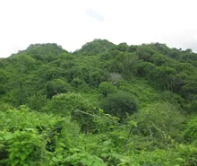 Jama-Coaque