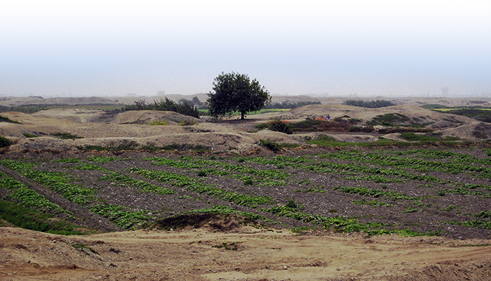 Campos de cultivo actuales en el interior de Chan Chan.