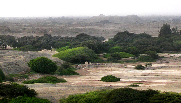 Chan Chan desde Huaca Toledo, campos de cultivo.