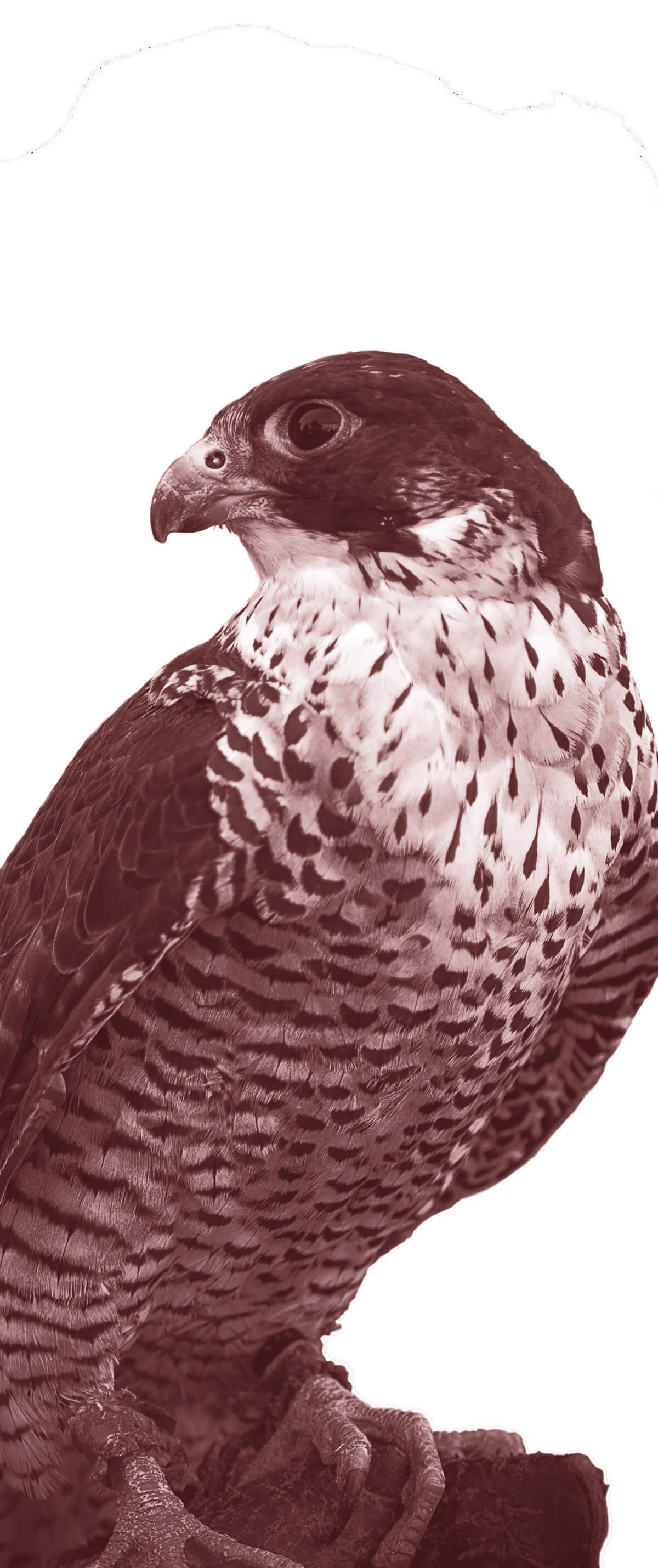 940-aves-cernicalo-y-halcon-tiny