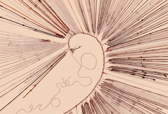 <em>Quipu</em>