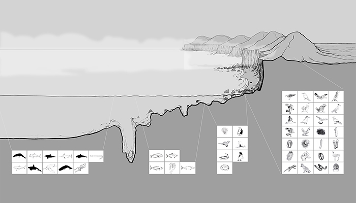 Distribución de los recursos marinos y terrestres a la altura de la costa de Taltal(dibujo de F. Maldonado , basado en Llagostera, 1982).