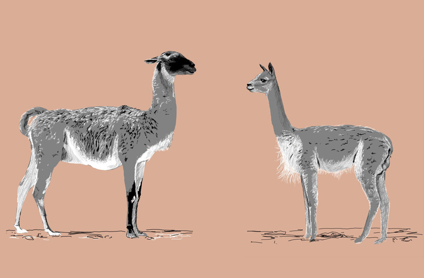 Guanaco y Vicuña.