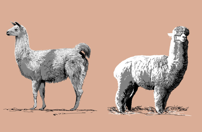 Llama y Alpaca.