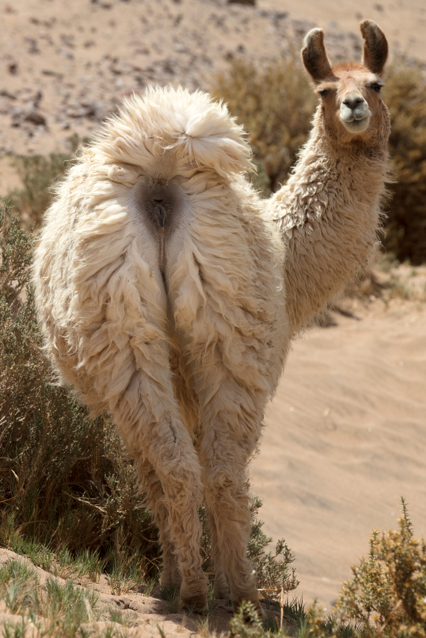 Llama.